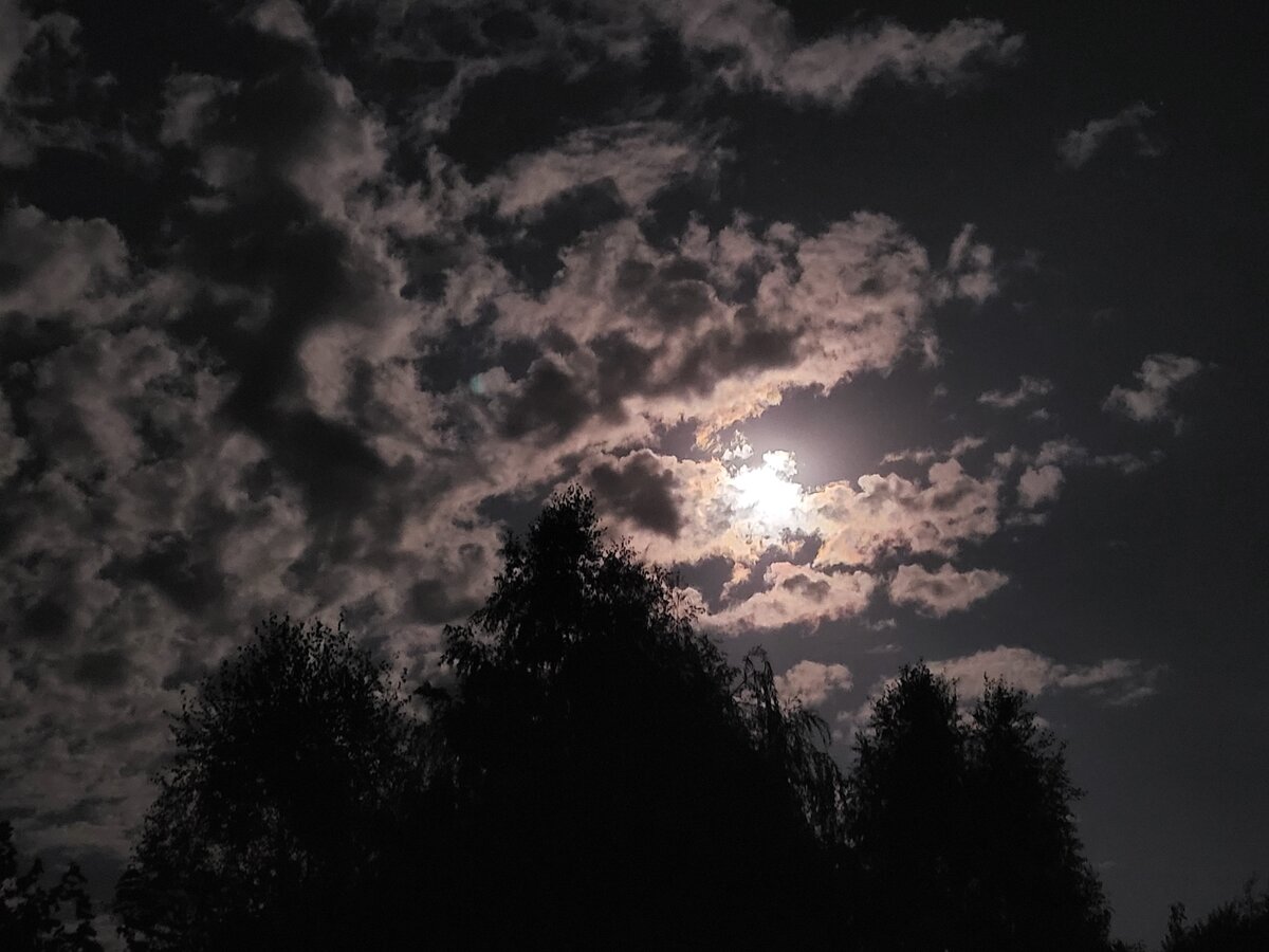 А поди уложи сову в "жаворонковое" время! В статье использованы фото автора 