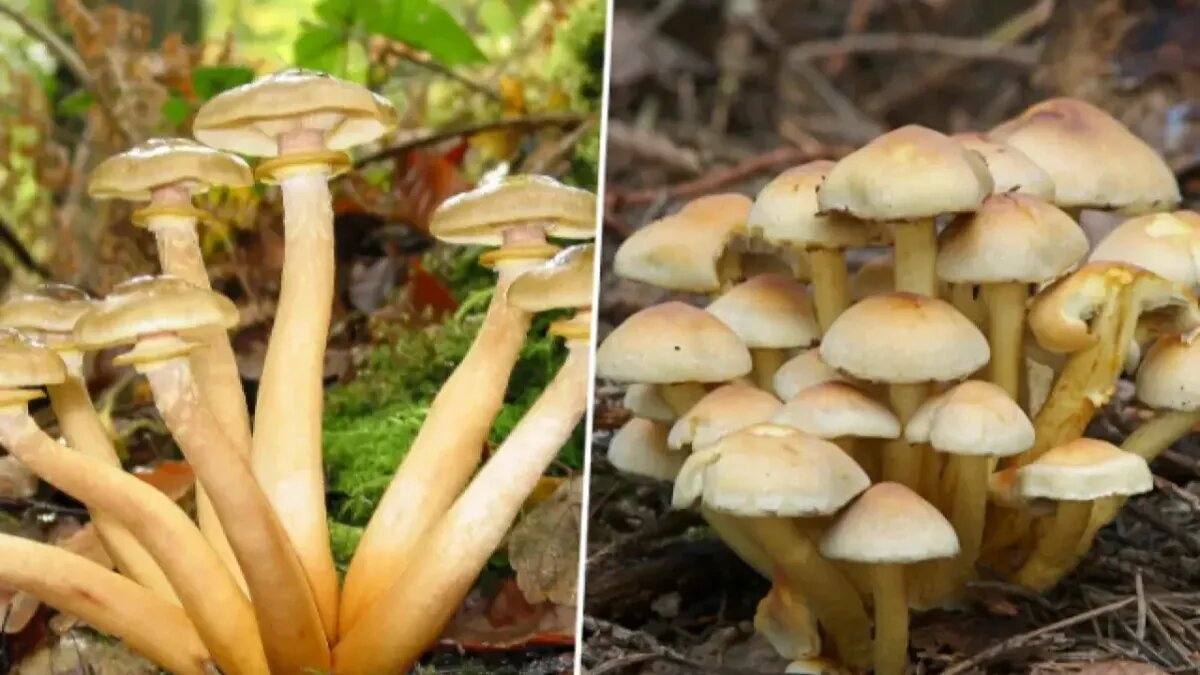 Слева настоящие опята, а справа - ложные. Фото: pinterest