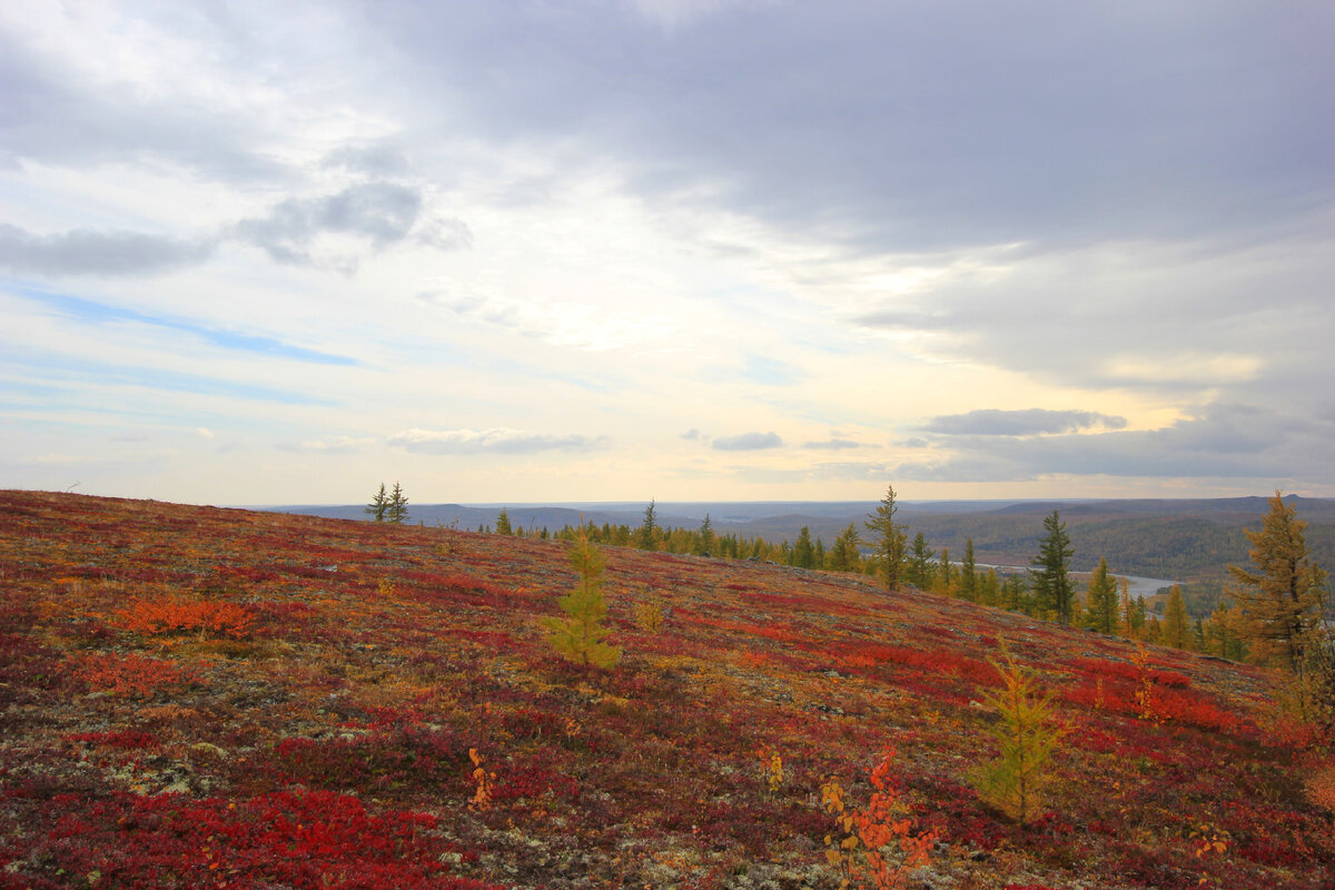 Фото автора канала  "Удивительный мир живой природы "  ярко - красные листья Арктоуса на склонах гор Полярного Урала 