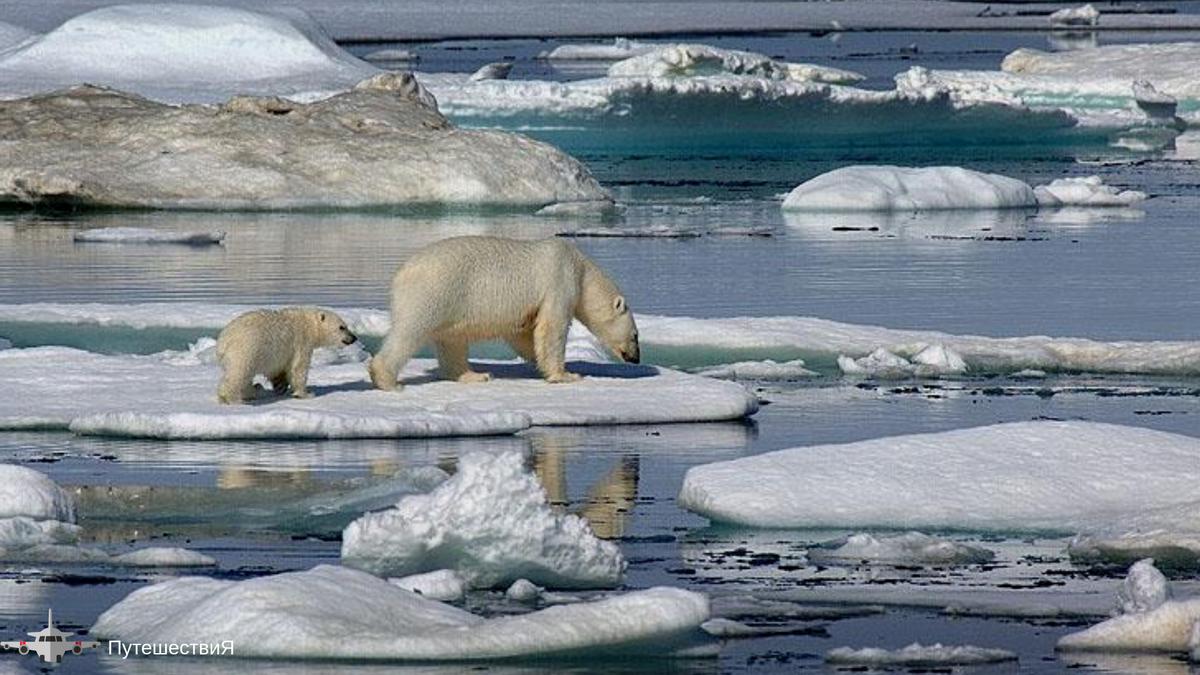 Arctic article. Животные севера. Арктический пейзаж. Арктика. Арктика фото.