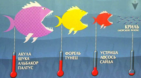 Ртуть  в рыбе сама по себе не появляется, все происходит из-за пищевой цепи.  Сначала водоросли впитывают в себя ртуть из самой воды, затем другие  морские обитатели питаются самими водорослями, далее мелких рыбок едят  более крупные и так далее. Таким образом, в рыбе накапливается ртуть и  метилртуть (высокотоксичное органическое соединение).