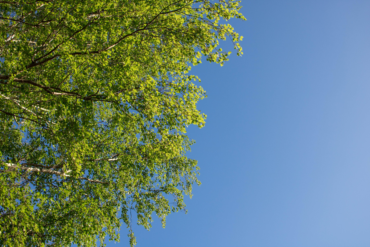 Мои творческие  потуги. 