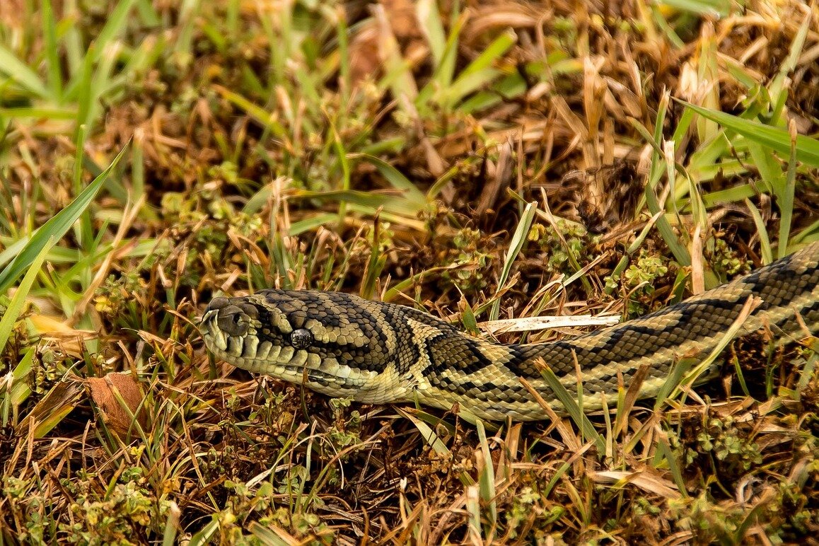 На фото питон, https://pixabay.com/ru/