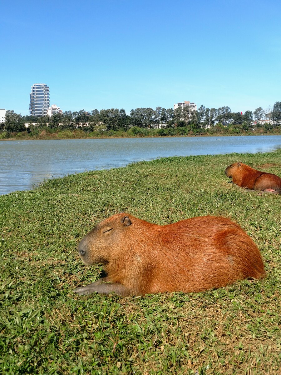 Город Curitiba, парк Barigui