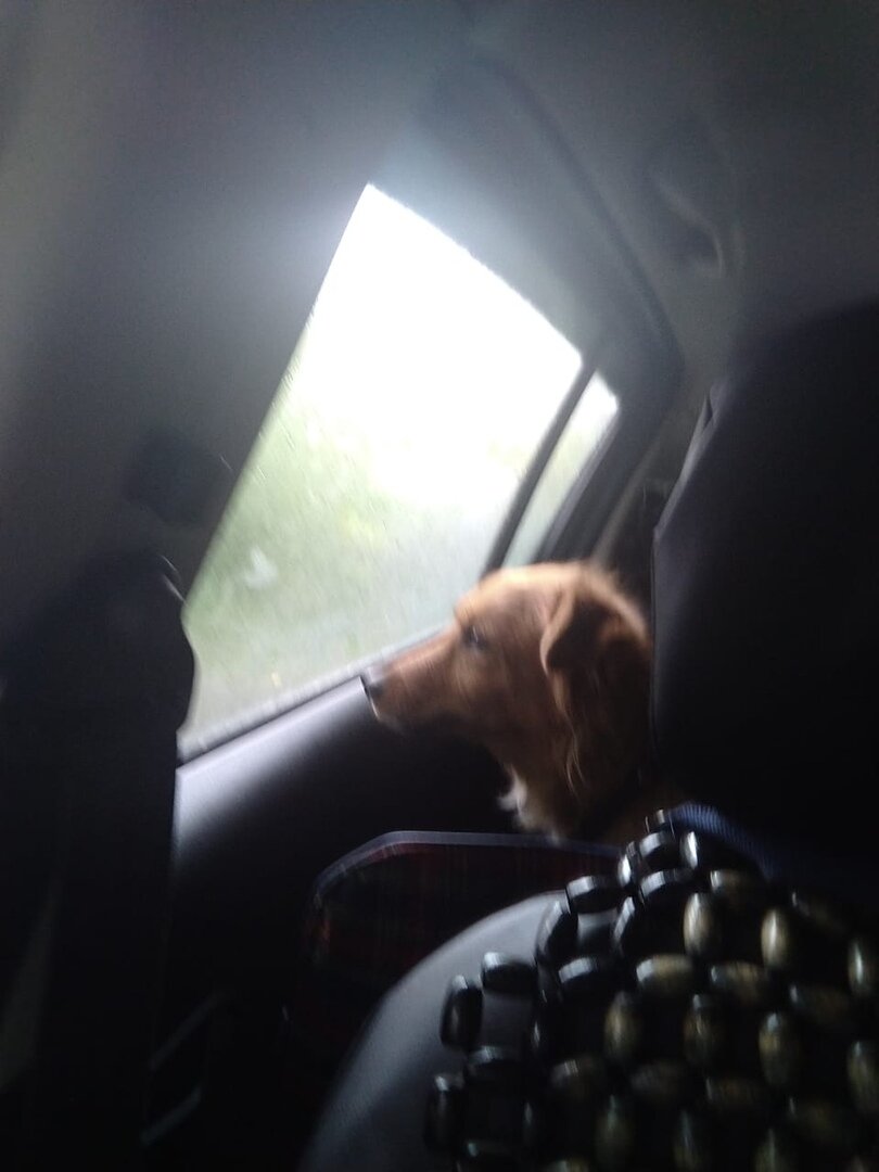 Собака Пчелка едет в Банду Дворян