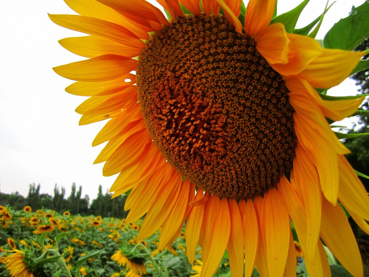 https://c.pxhere.com/photos/03/ae/sunflower_field_flower_plants_natue-719073.jpg!d