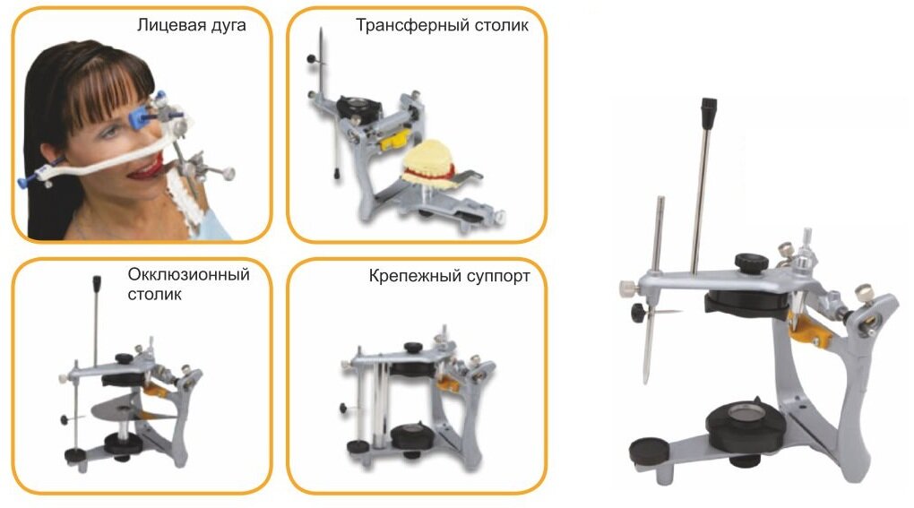 изображение взято с coralspb.ru