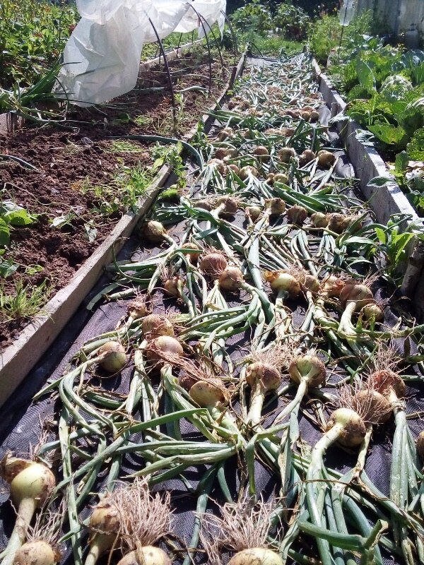 Репчатый лук уложила на дорожке, чтобы он "подбыгал" под солнышком