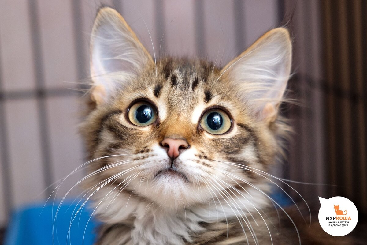 Джек, 3 месяца