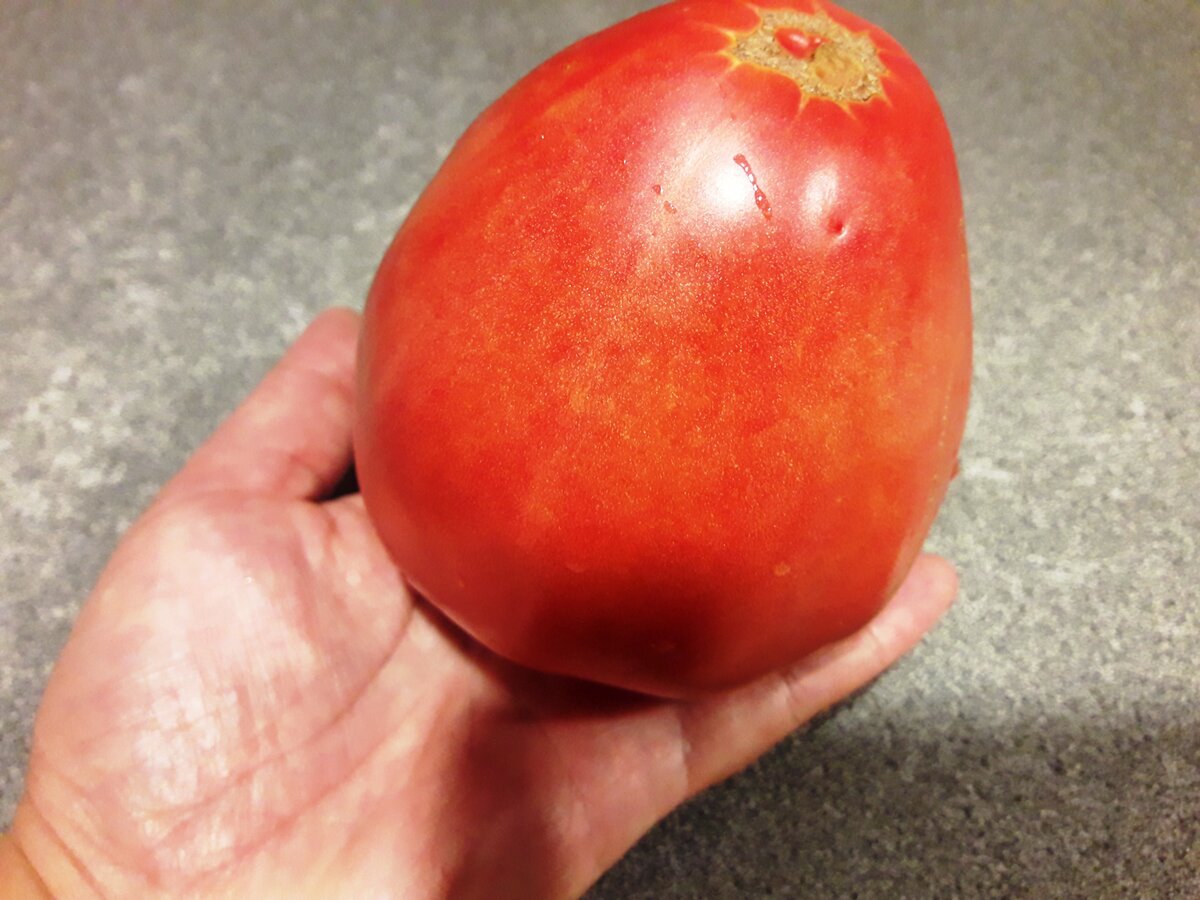 Как ускорить созревание помидоров на грядке?