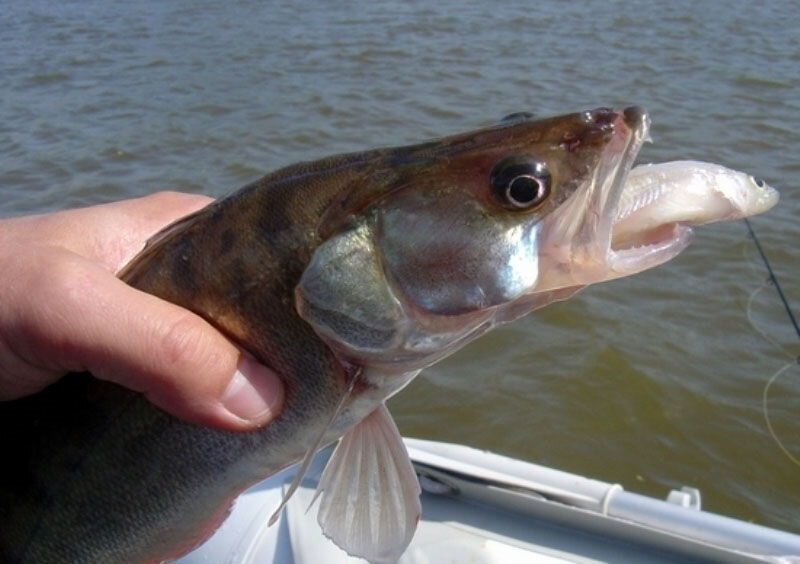 Судак на живца