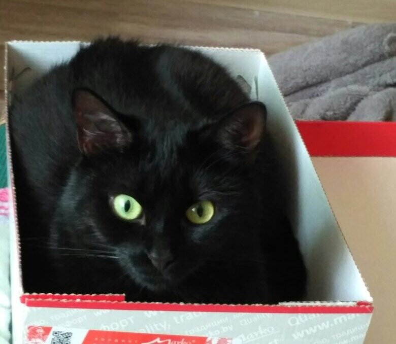 Котики – это вечный мейнстрим