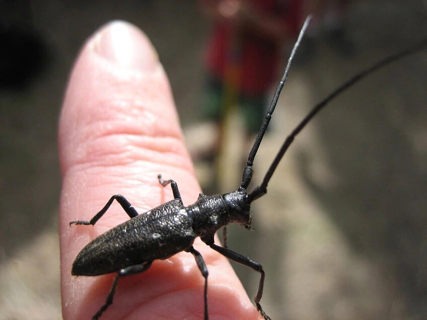 Longhorn (Photo by Maggie Tacheny licensed CC BY-NC 2.0) 