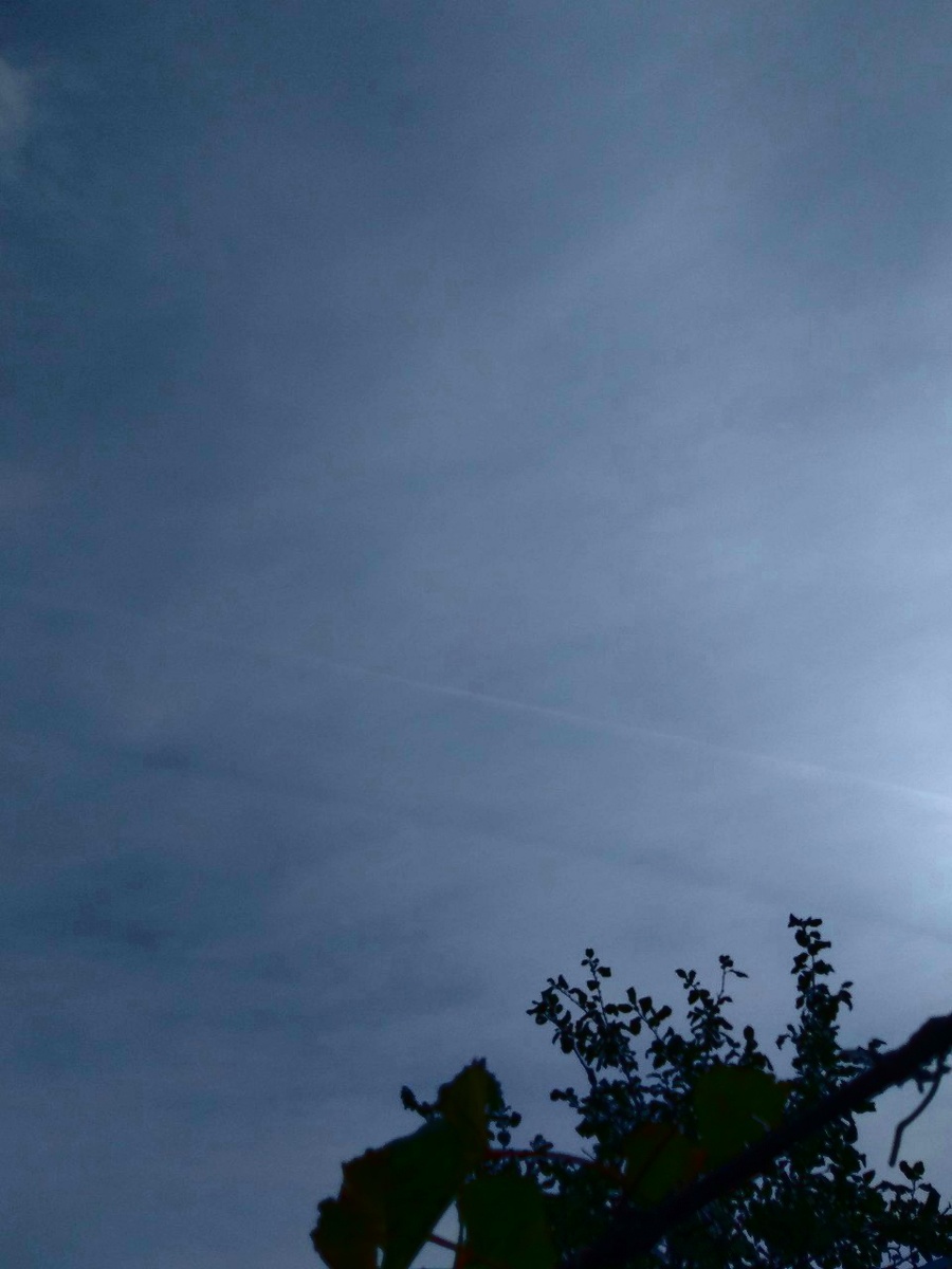 Собственное фото. Немного затемнила, чтобы было видно.