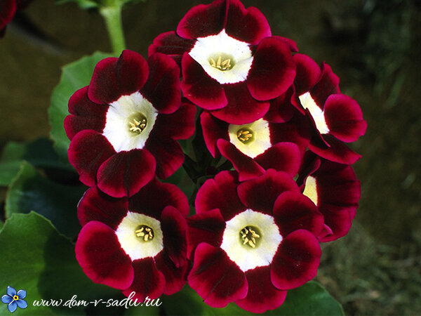 Бордюрные цветы: 12 лучших растений для оформления дорожек и клумб на вашем участке - Дом security58.ru