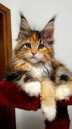 https://www.pinterest.ru/pin/829788300068571671/
