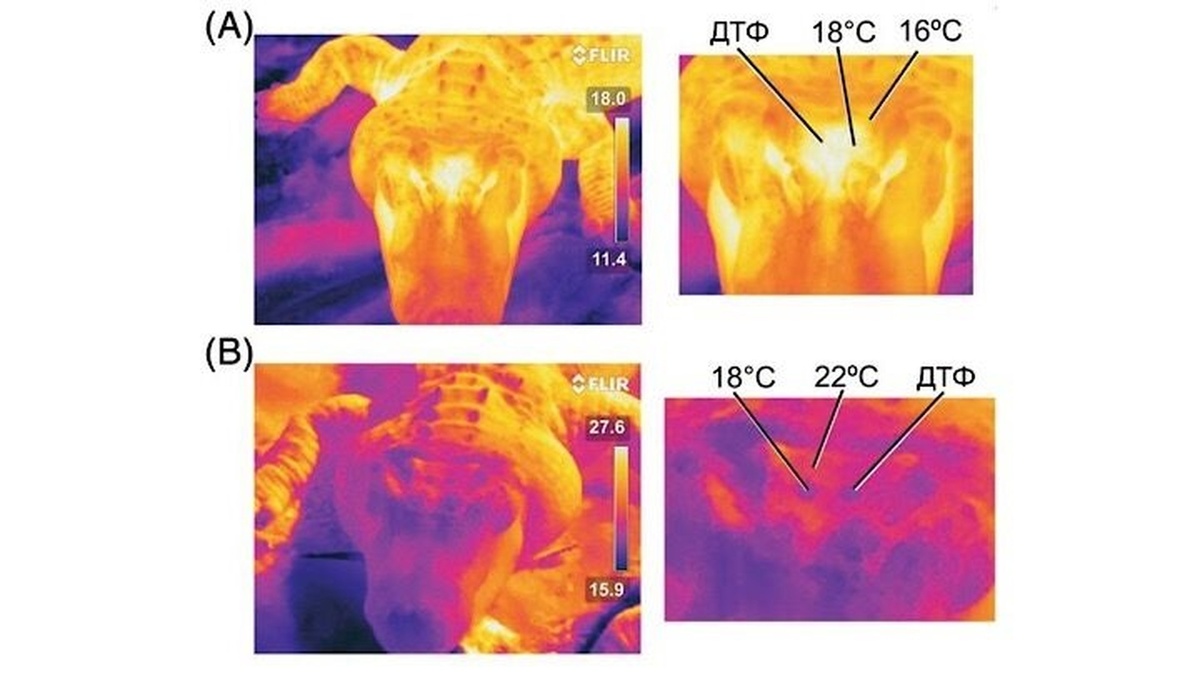 На снимках тепловизора дорсотемпоральные фенестры разогреваются и светлеют при понижении температуры окружающей среды (А), а при повышении охлаждаются и темнеют (В).