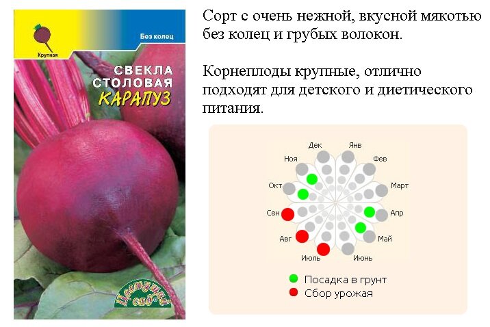 Свекла посадка и уход в открытом грунте весной. Свекла. Урожай свеклы. Свекла подзимняя. Сорта овощей с именами людей.