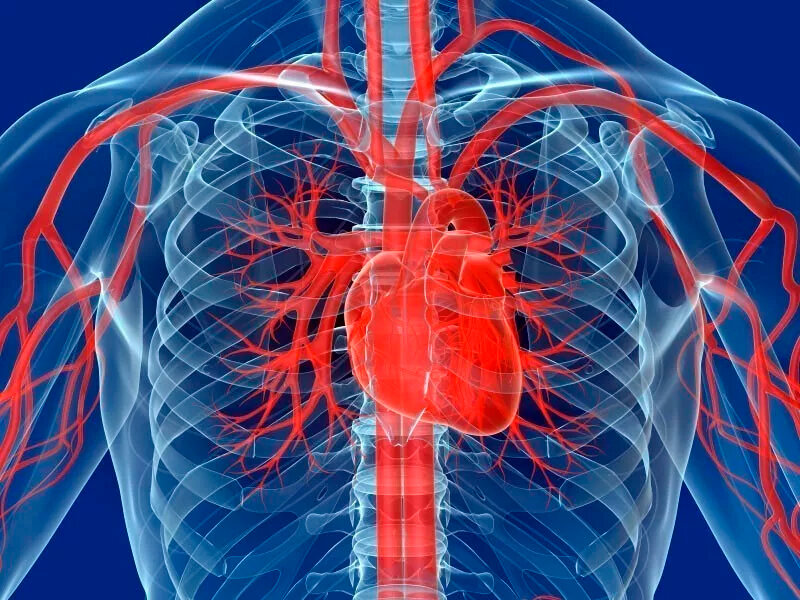 Влияние алкоголя на сердечно — сосудистую систему | Медицина & Здоровье |  Дзен