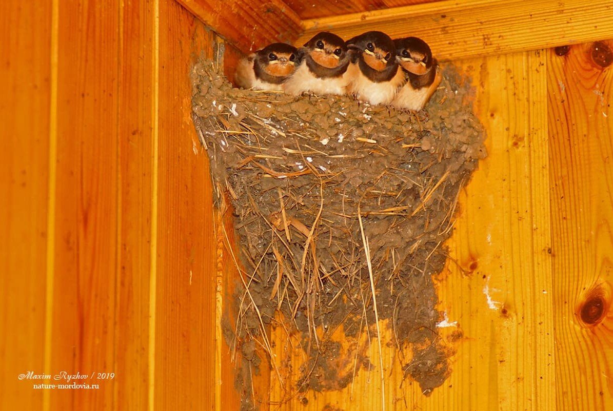 Деревенская ласточка (Hirundo rustica) | Природа в объективе | Дзен