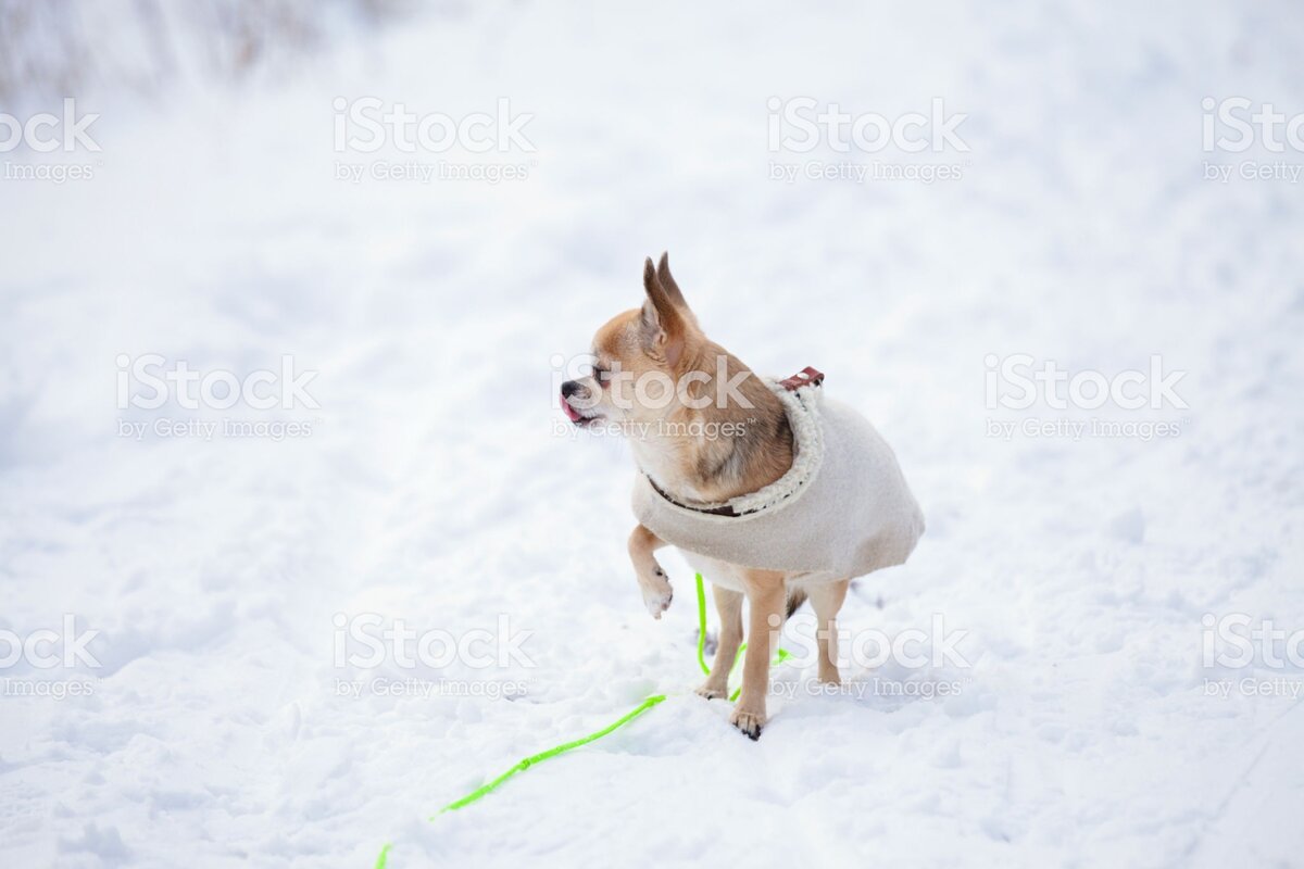 https://www.istockphoto.com/ru/%D1%84%D0%BE%D1%82%D0%BE/chihuahua-outdoors-in-the-snow-gm1047788368-280264054