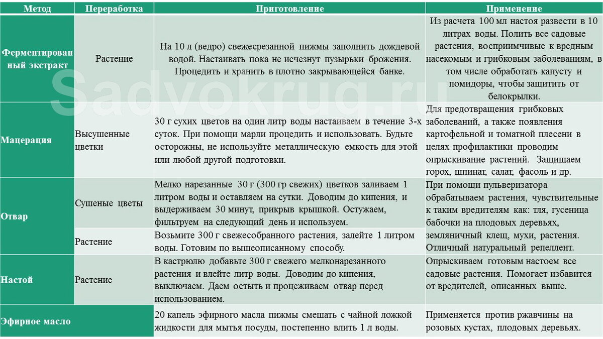 Для чего необходимо посадить пижму на своем участке? | Sadvokrug | Дзен