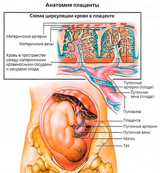 Влияние сексуальной жизни женщины на беременность