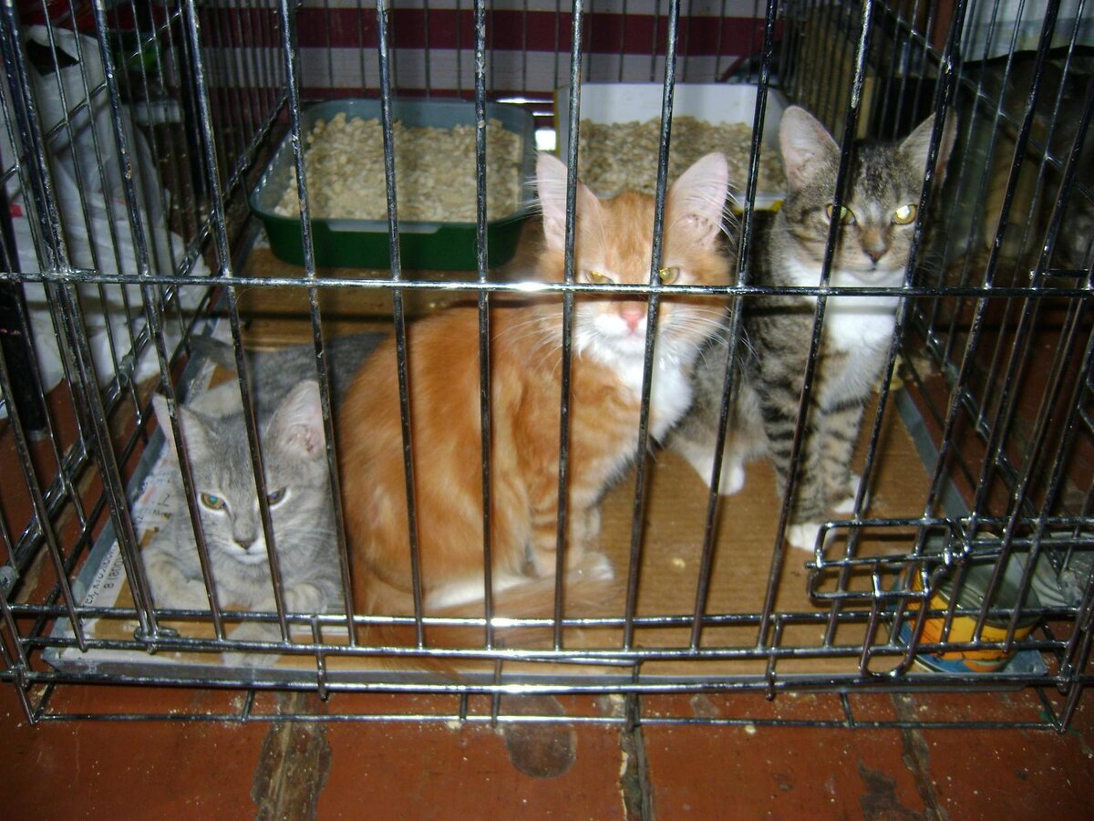 В этой клетке подросшим котятам стало тесновато...