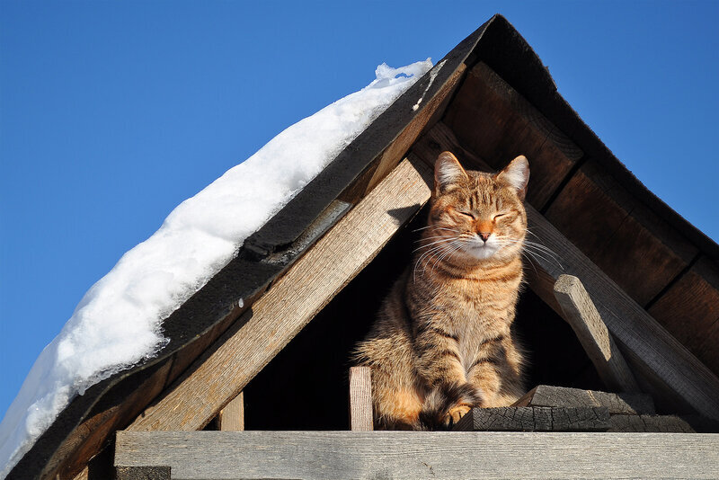 Дому 5 лет холодно. Кот на крыше. Кот на чердаке. Коты на чердаке. Кот зимой.