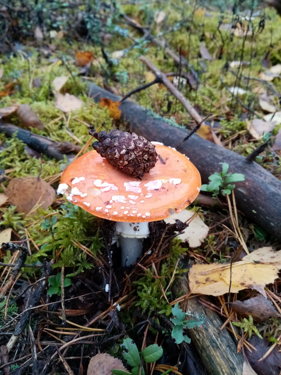 Собираем шляпки мухоморов, плотно укладываем в 0,5л. банку и выдерживаем месяц в тёмном прохладном месте. Вливаем 50г.водки. Втираем в больные суставы. Храним в недоступном для детей месте. 