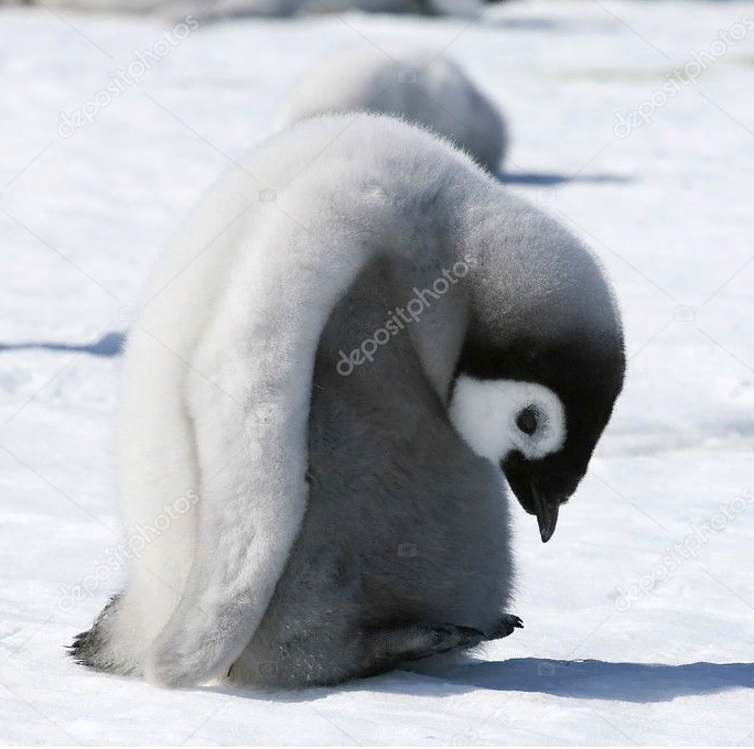 https://static4.depositphotos.com/1011433/281/i/950/depositphotos_2810425-stock-photo-emperor-penguin-chick.jpg