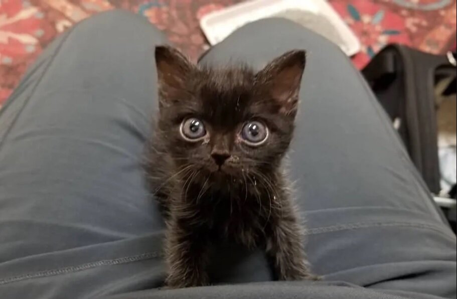 Фото: Ellen Carozza @thecatlvt