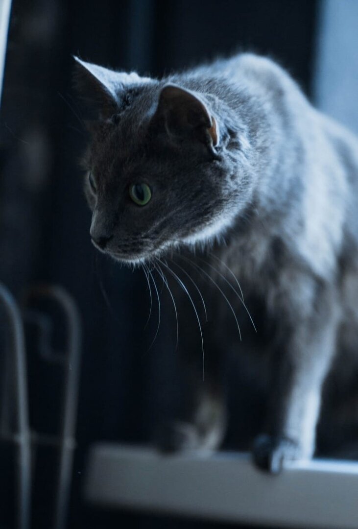 Кошка Гретта из Банды Дворян