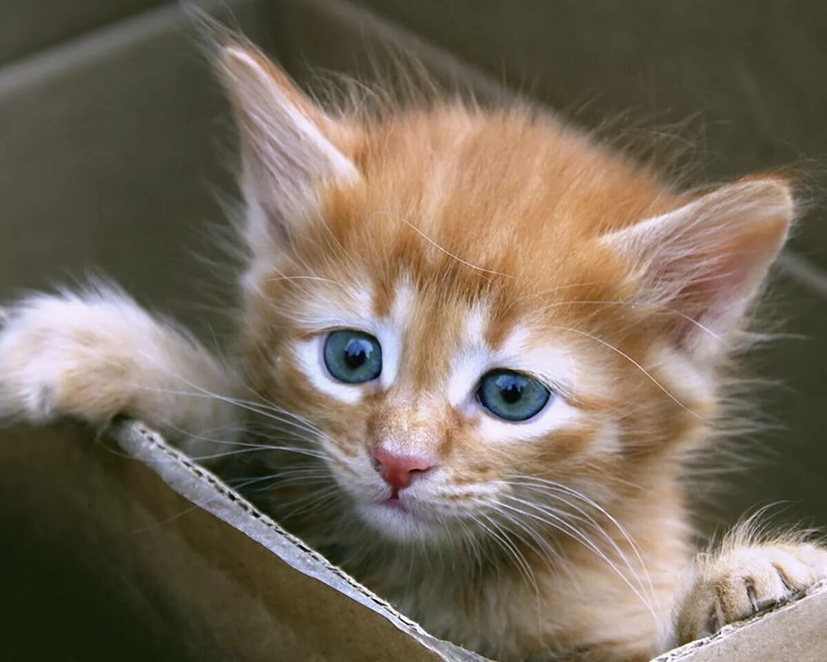 Яндекс. Картинки.