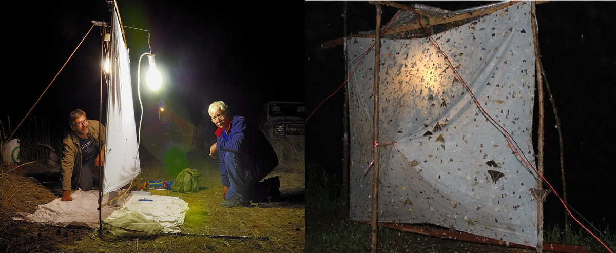 Энтомологи за работой. Скачано с Яндекс-Картинок.