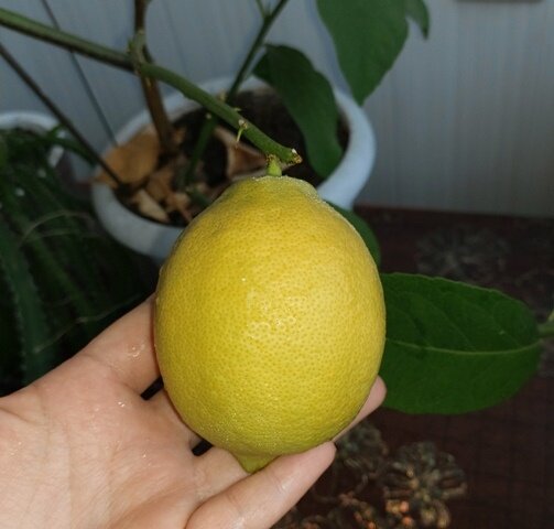Какой урожай даёт комнатный лимон?