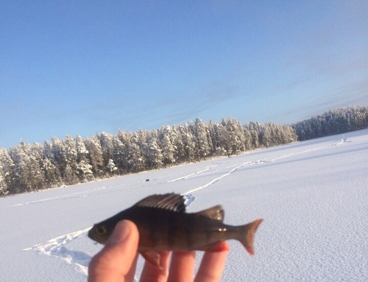 "Трофей". По истоптанным тропинкам можно понять масштаб ситуации.