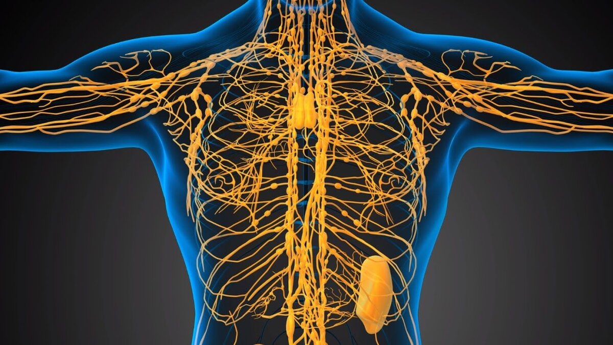 Примерное изображение лимфатической системы.