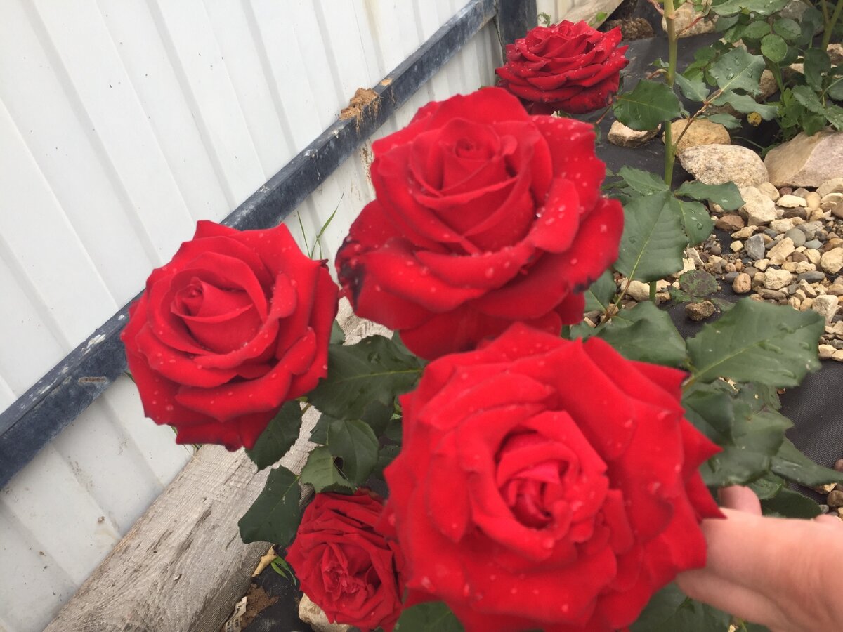 Розы кочевники