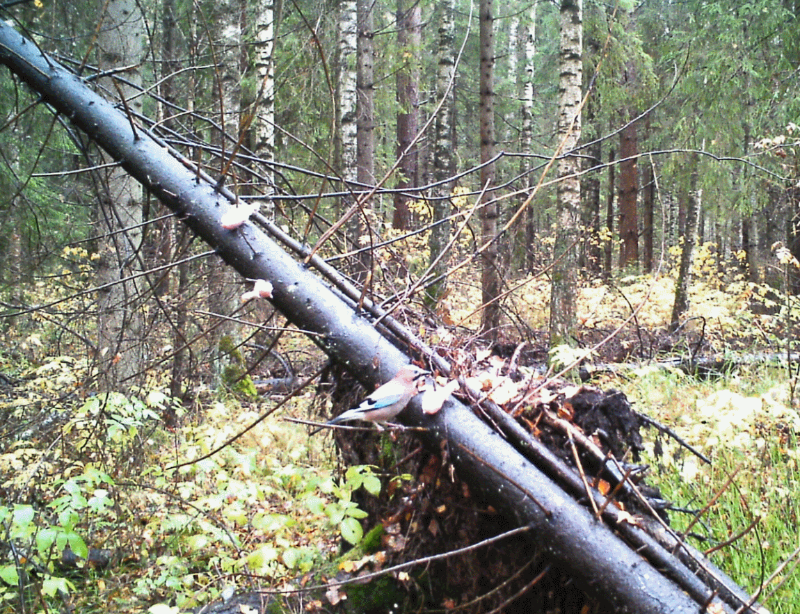 Следующий день