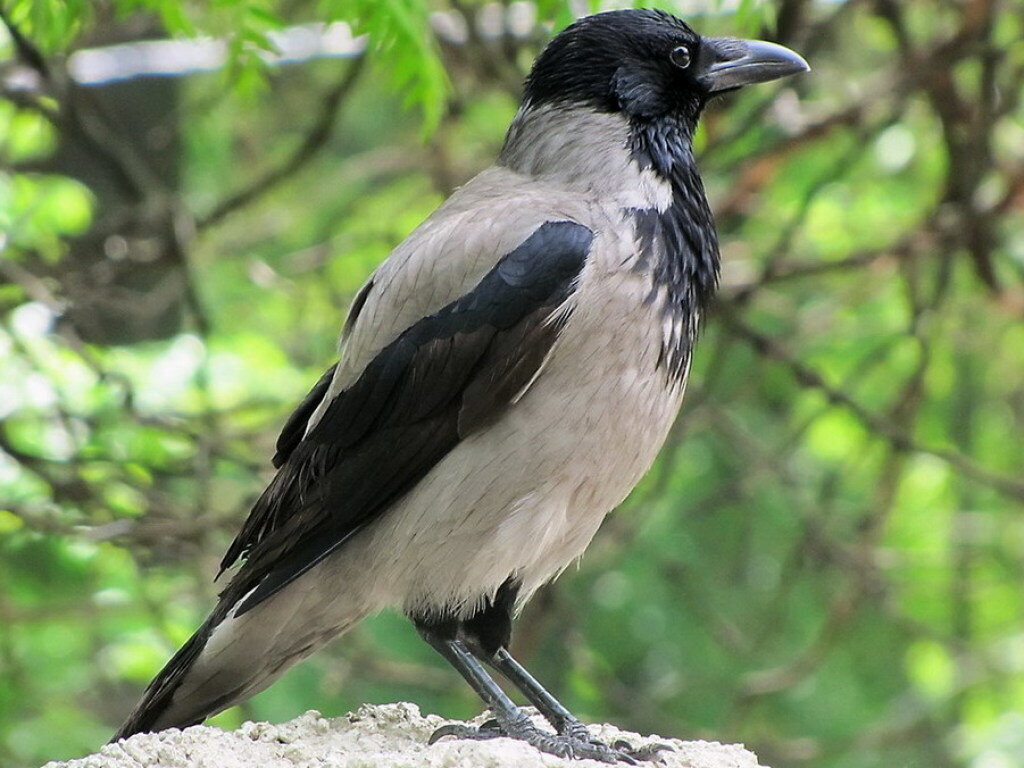 Серая или городская ворона