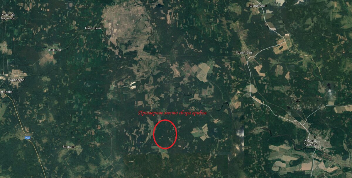 Примерное место сбора грибов.