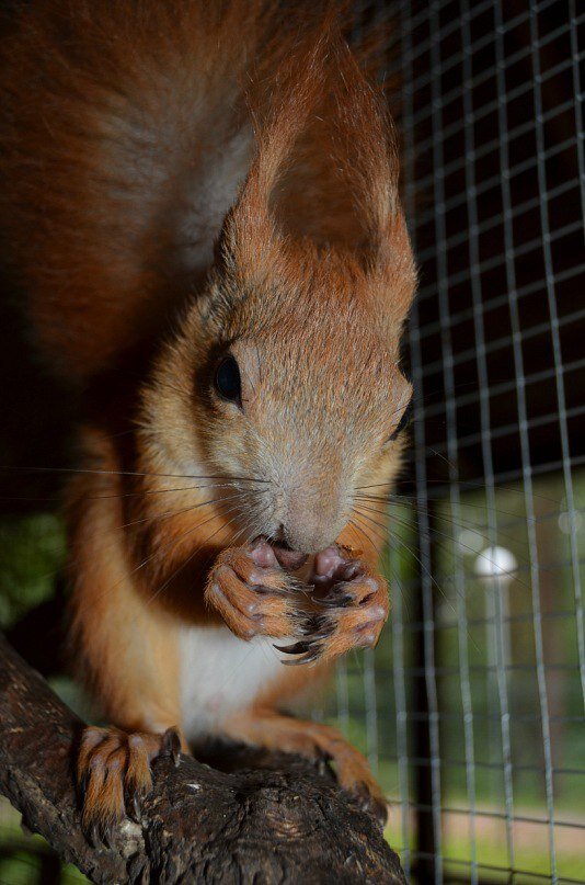 Контактный зоопарк «Радуга»