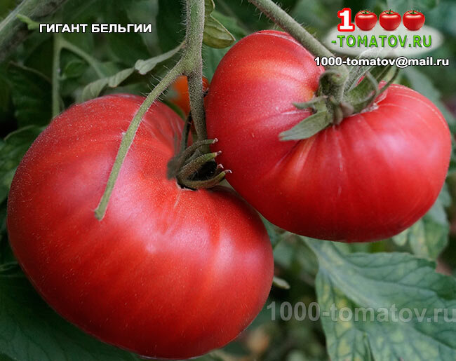 Томат ГИГАНТ БЕЛЬГИИ фото 1