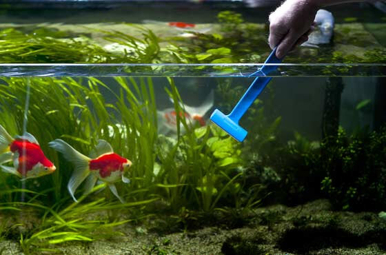Уход за аквариумной рыбкой