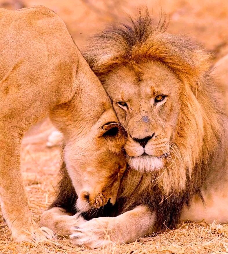 Лев. Совместимость.