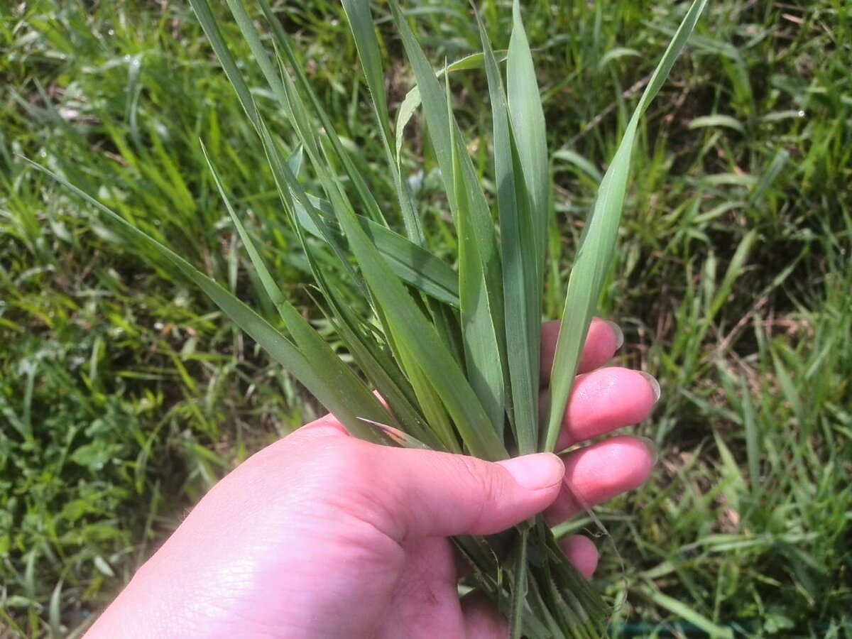 Пырей самый опасный сорняк на огороде. 