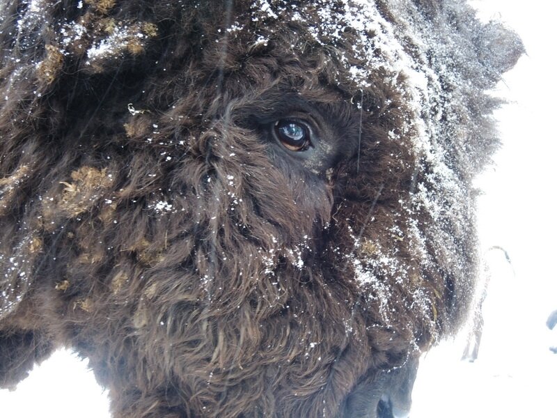 Фото из личного архива. Зубробизон.