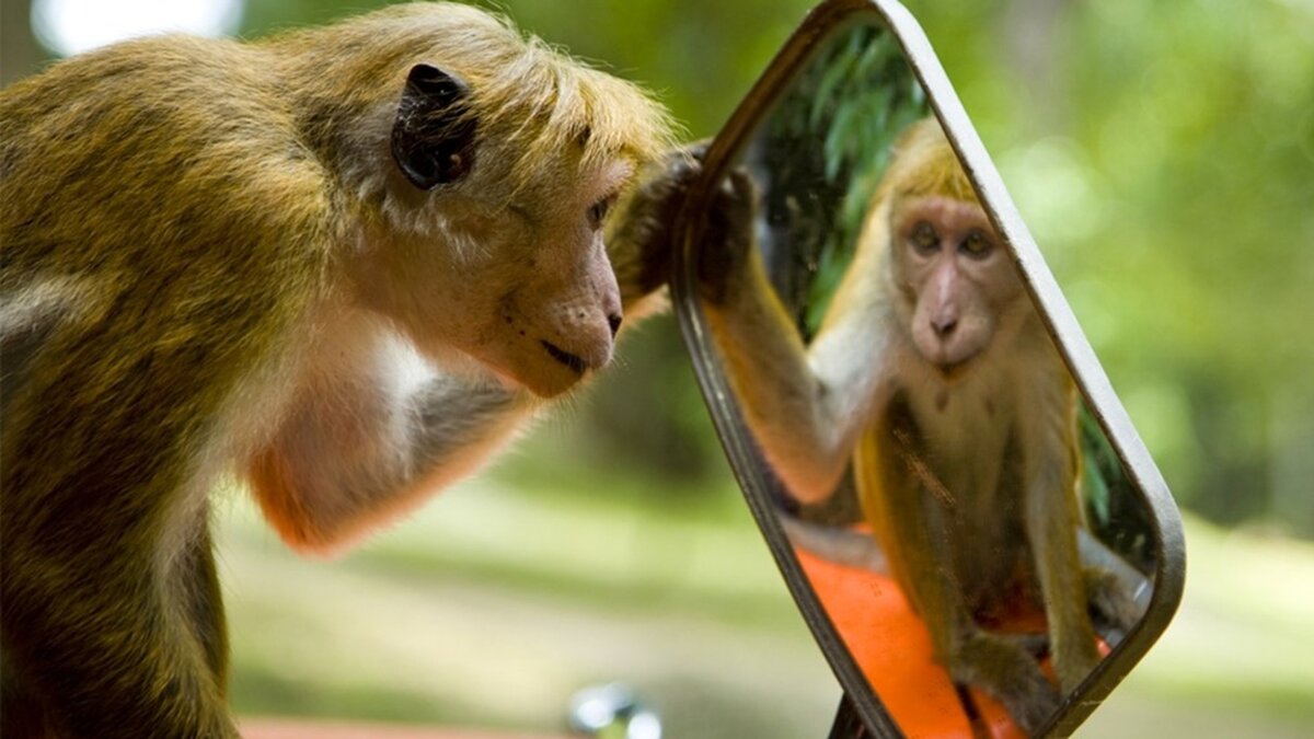 Зеркало обезьянка
