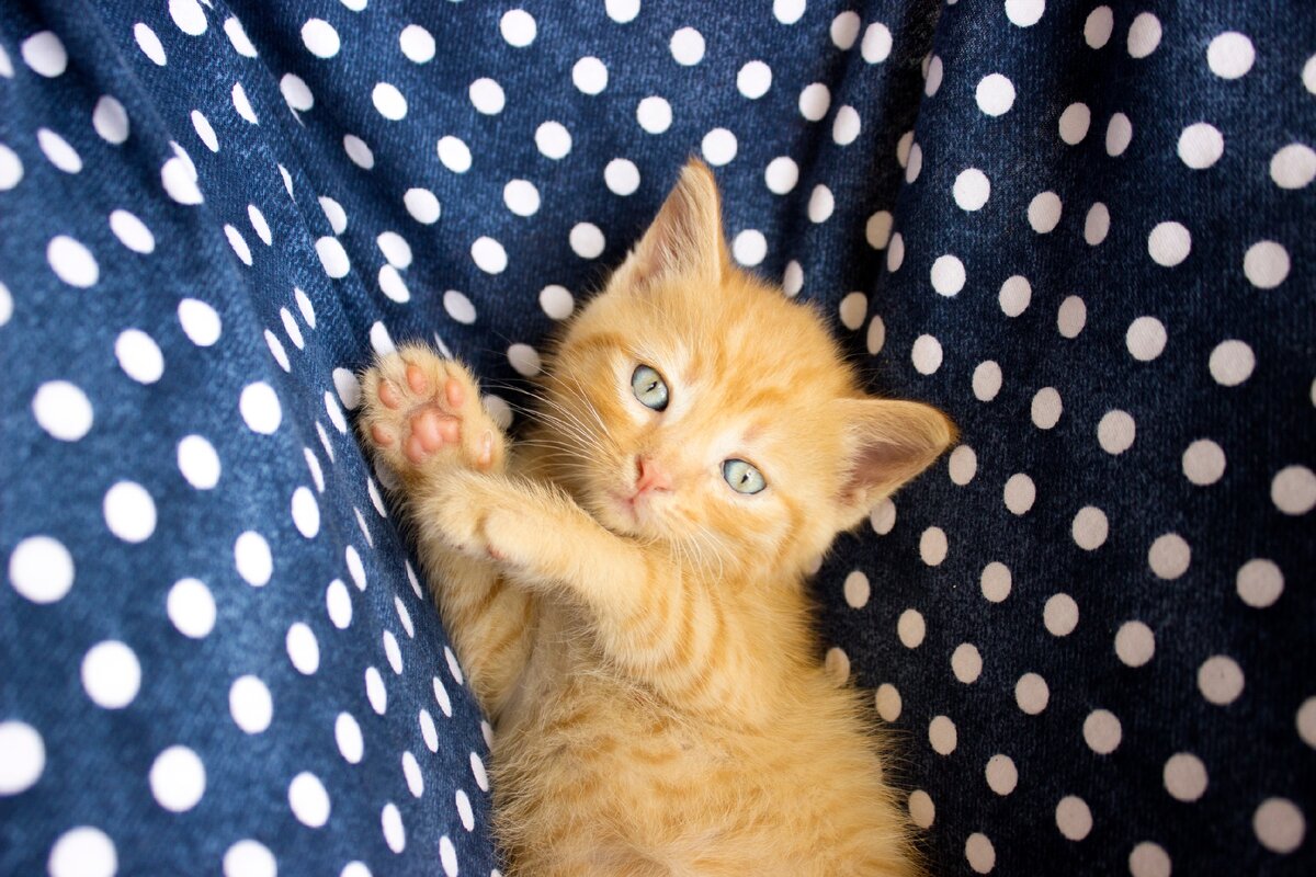 Этого малыша пристроили за пол часа